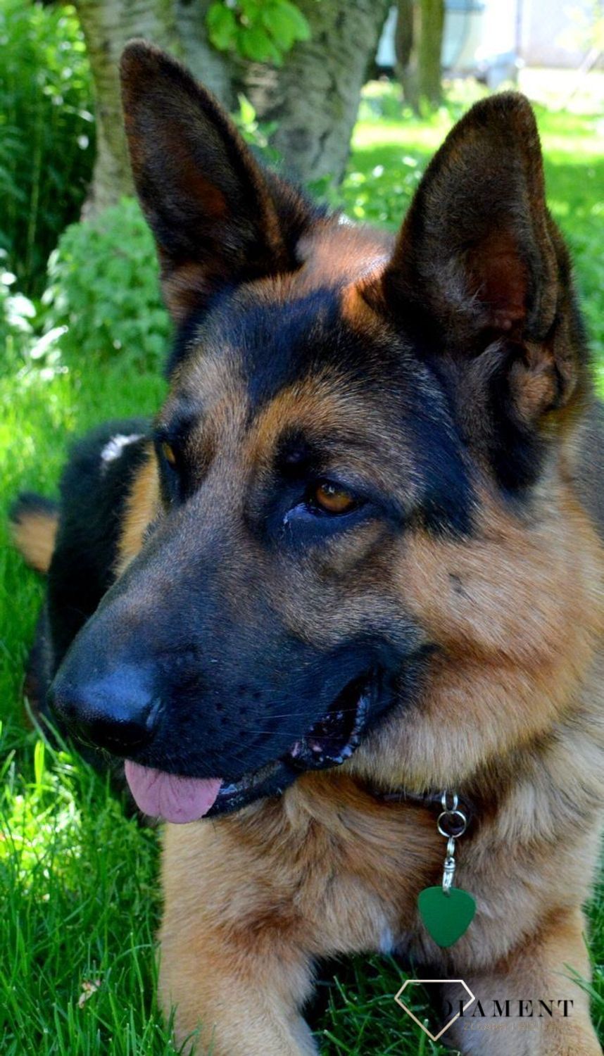 Blaszka dla pupila 3,5 cm z miejscem na grawer Trójkąt green L.  Blaszka w formie adresówki, identyfikatora dla psa. Blaszka z miejscem na grawer. Na adresówce możemy wygrawerować np. imię psa i nr telefonu do właściciela..jpg